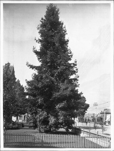 Redwood tree in the front yard of the residence of Judge O'Melveney, Los Angeles, ca.1900