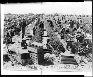 Dozens of workers picking berries in an unidentified location near Los Angeles