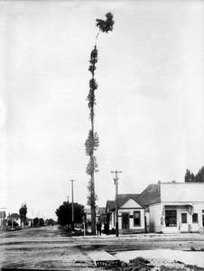 A tall eucalyptus tree on the corner of 36th Place (or Street?) looking west from University Avenue, ca.1908-1910