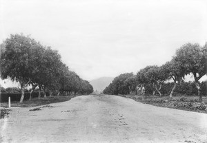 View of Sunset Boulevard looking north from Normandie Street, Hollywood, ca.1900