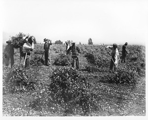 Seven laborers in a bean field, on either the Hammel and Denker Ranch in western Hollywood or the Centinela Ranch in Inglewood, 1901