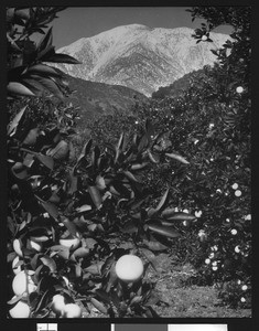 Orange groves and snow-capped mountains, ca.1900