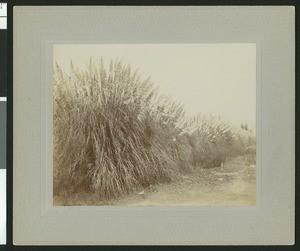 Large swath of pampas grass along a dirt road