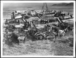 Harvesters at work in the San Fernando Valley, ca.1900