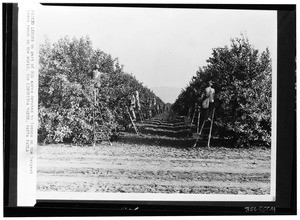 Workers picking lemons at the Lemoneira Ranch in Santa Paula, ca.1925