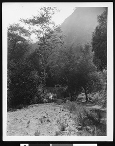 Dirt road winding through trees in mountainous terrain