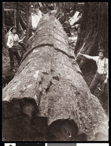 Lumberjacks, Washington