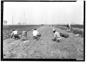 Harvesting potatoes, along Downey Road, west of Produce Terminal Market, Riverside County?, June 7, 1930