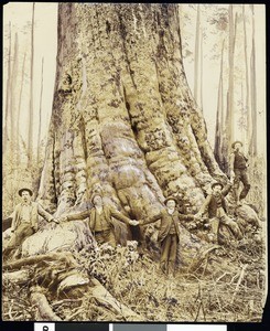 Men holding hands while standing around the base of a tree, Oregon