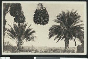 Date palm trees, showing date clusters in the foreground