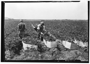 Celery fields