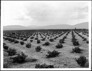 A vineyard near Palmdale, ca.1898
