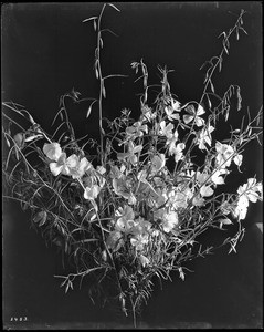 Close-up of a specimen of godetias (Godetia bottae), ca.1920