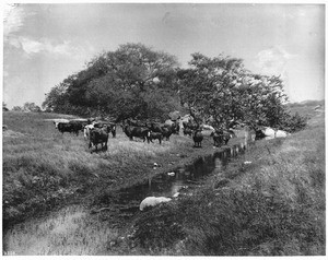 Cattle grazing in the open near a small stream on the Santa Margarita cattle ranch in San Diego County, 1900