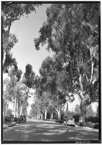 View of an unidentified street lined by eucalyptus trees in Claremont, 1936