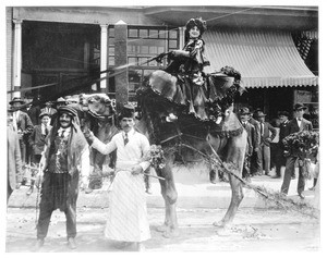 Camel in Los Angeles' La Fiesta Parade, ca.1906