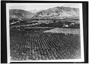 Birdseye view of citrus groves in Glendora, ca.1930