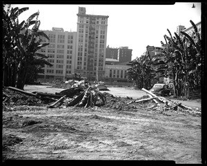 Fallen palm trees in Pershing Square prior to the construction of City Garage in Los Angeles, 1951