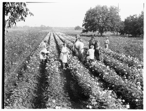 Women picking flowers in a field of roses, showing a small horse-drawn wagon