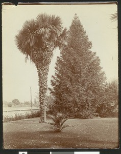 Two palm trees and evergreens on the front yard of Luther Burbank's old house in Santa Rosa, ca.1900-1905