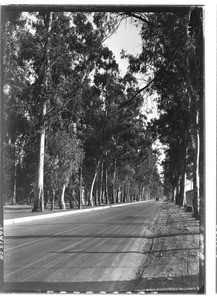 View of a tree lined road