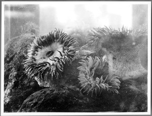 Close-up of sea urchins and anemones from Catalina Island, ca.1910