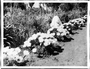 Flower garden of the N. Boufilios residence on Spring Street near Ninth Street, Los Angeles, ca.1895