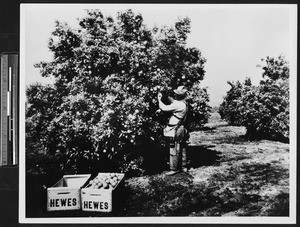 Worker loading boxes marked "Hewes" with oranges, ca.1900