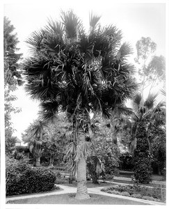 A big palm tree in a Los Angeles park, ca.1920