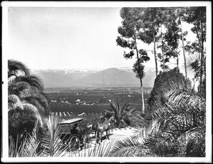 Horse-drawn carriage on road on Smiley Heights overlooking Redlands, ca.1900