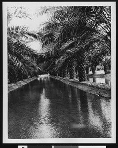 Irrigation ditch lined with palm trees, ca.1900