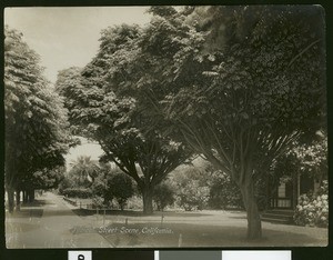 View along a residential sidewalk in Pomona, ca.1900