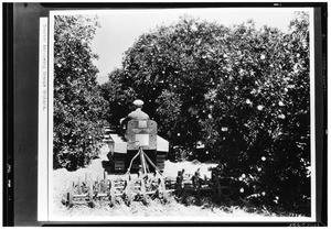 Tractor harrowing an orange orchard in Puente Hills, ca.1930