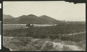 Orange groves burgeoning up the mountainside in Southern California, ca.1910