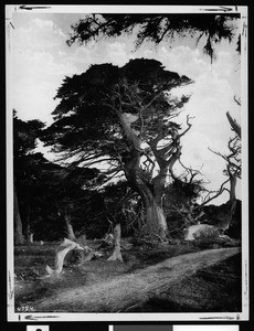 Old cypress tree in a grove at Monterey, ca.1900