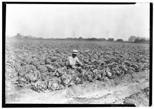 Cabbage field in Southeast Los Angeles, 1926