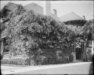 Wisteria trees covering the corner and sides of a house, Pasadena, ca.1920