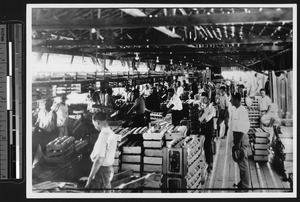 Interior of a citrus processing plant, ca.1910