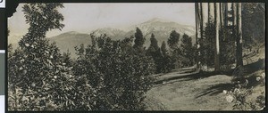 View of Redlands, showing a forest and snow-capped mountains, ca.1900