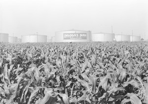 A view of oil storage tanks near a corn field