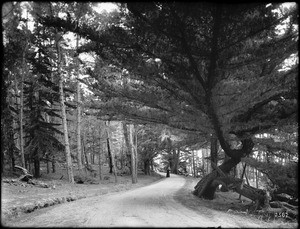 Road through a cypress grove in Monterey, ca.1908