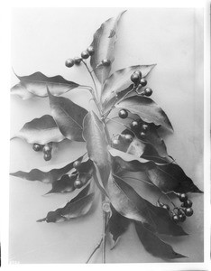 Specimen of a branch from a camphor tree, ca.1920