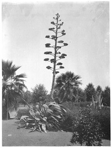 Varigated Century plant (Agave Americana) in a landscaped park