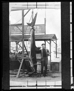 Portrait of E.H. Connery and the shark he caught off Santa Catalina Island, ca.1910