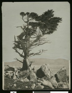 Cypress tree in a scenic view of Pacific Grove, Monterey, ca.1900