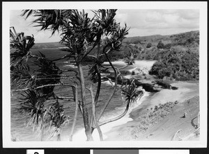 Palm trees near a Hawaiian beach