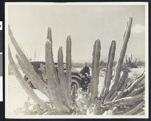 Man by an automobile behind an unidentified cactus
