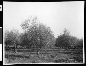 Old olive orchard on Lucky Baldwin's Rancho Santa Anita, ca.1900