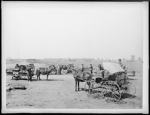 Workers picking up trays of sundried raisins, Tulare, California