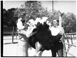 Man and woman tending to an ostrich in Lincoln Park, shown from the waist up